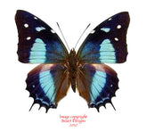 Baeotus amazonicus (Peru)